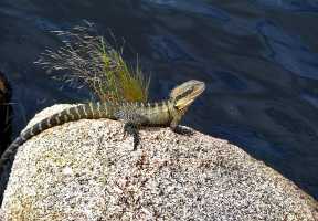 EASTERN-WATER-DRAGON (2)